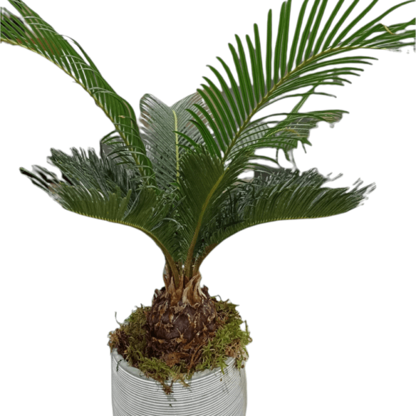 Κύκας σε κεραμικό 60cm