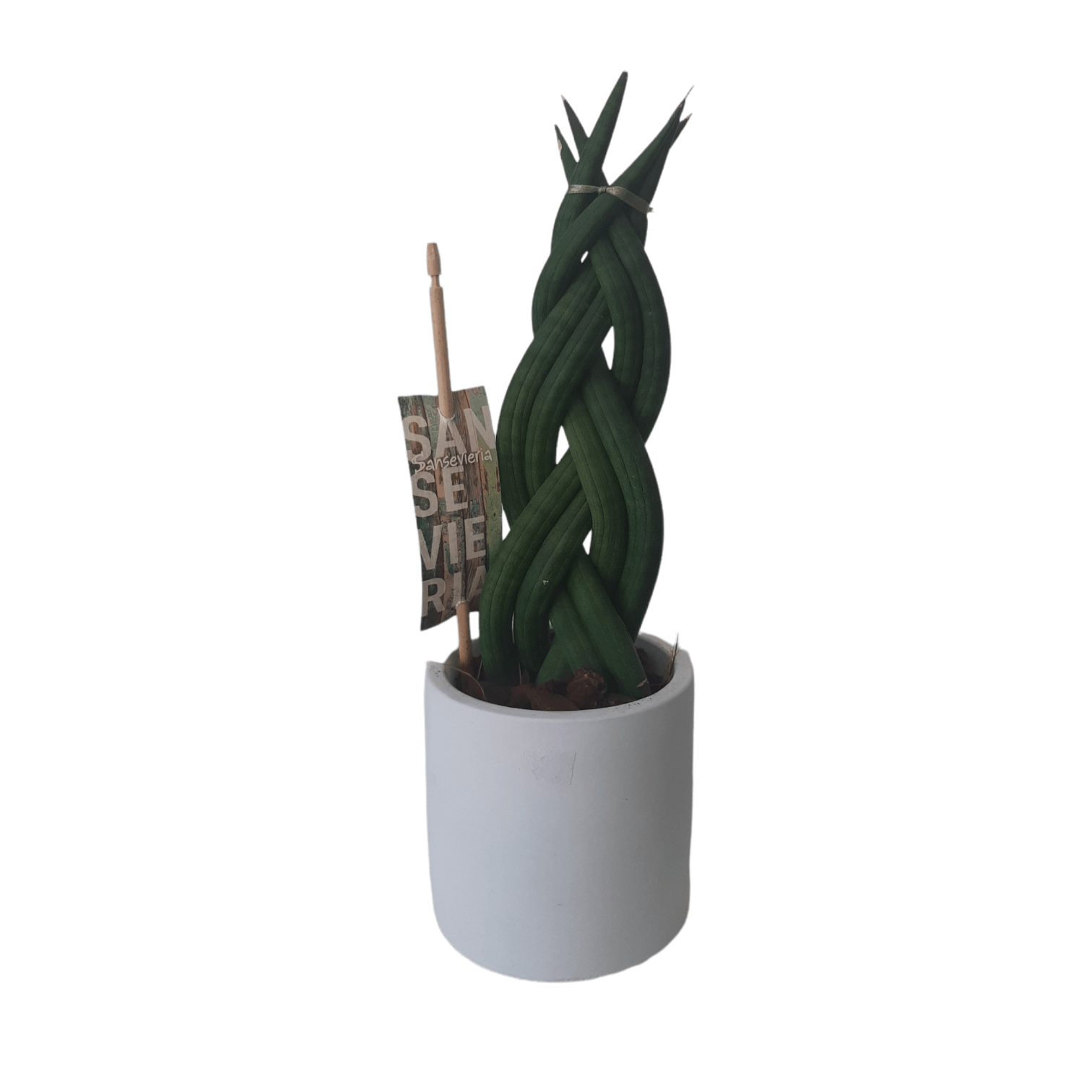 ΣΑΝΣΙΒΈΡΙΑ ΠΛΕΚΤΗ